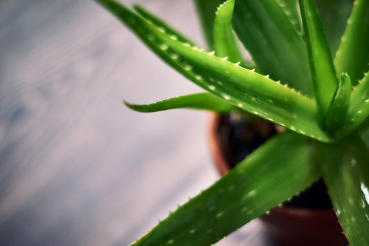 aloe vera bakımı
