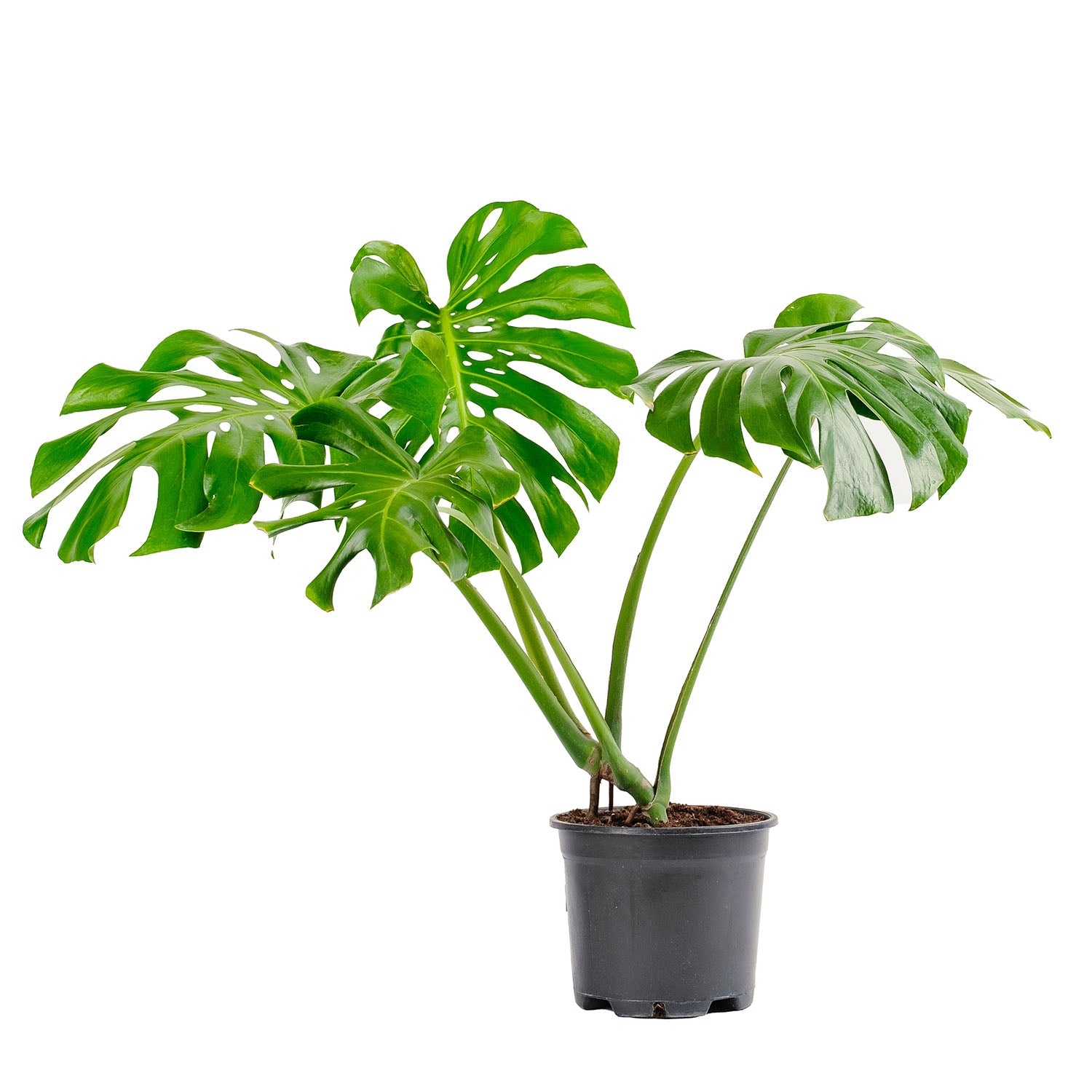 Deve Tabanı - Monstera Deliciosa Bitkisi