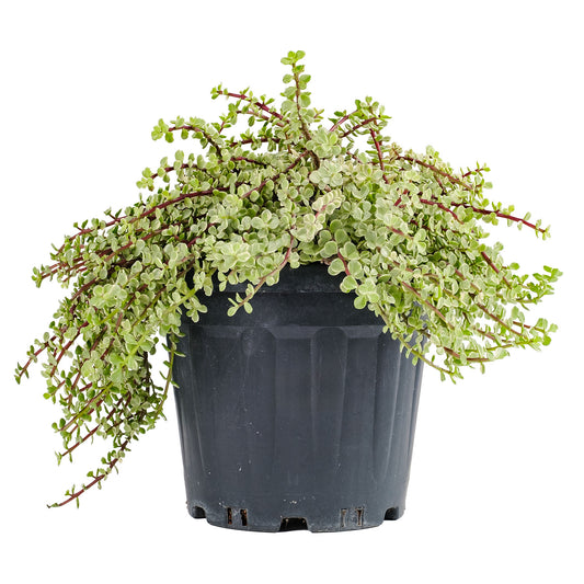 Fil Ağızı - Portulacaria Afra Veriegata Bitkisi