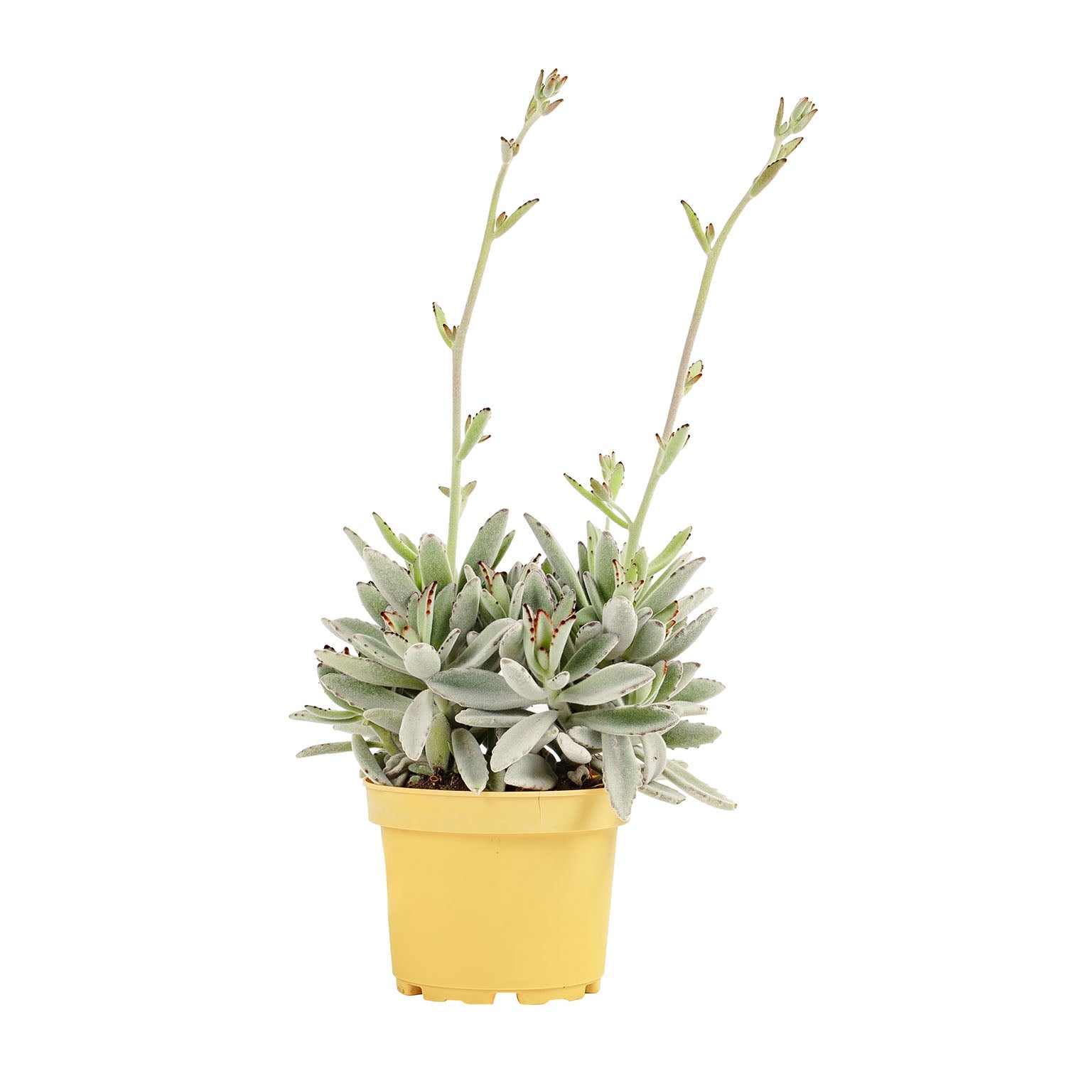 Panda Bitkisi - Kalanchoe Tomentosa Bitkisi